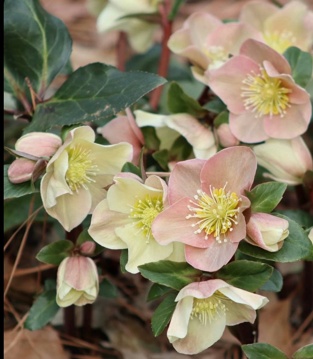 Jax Spring 2026 Berry Blooms Watercolour Set