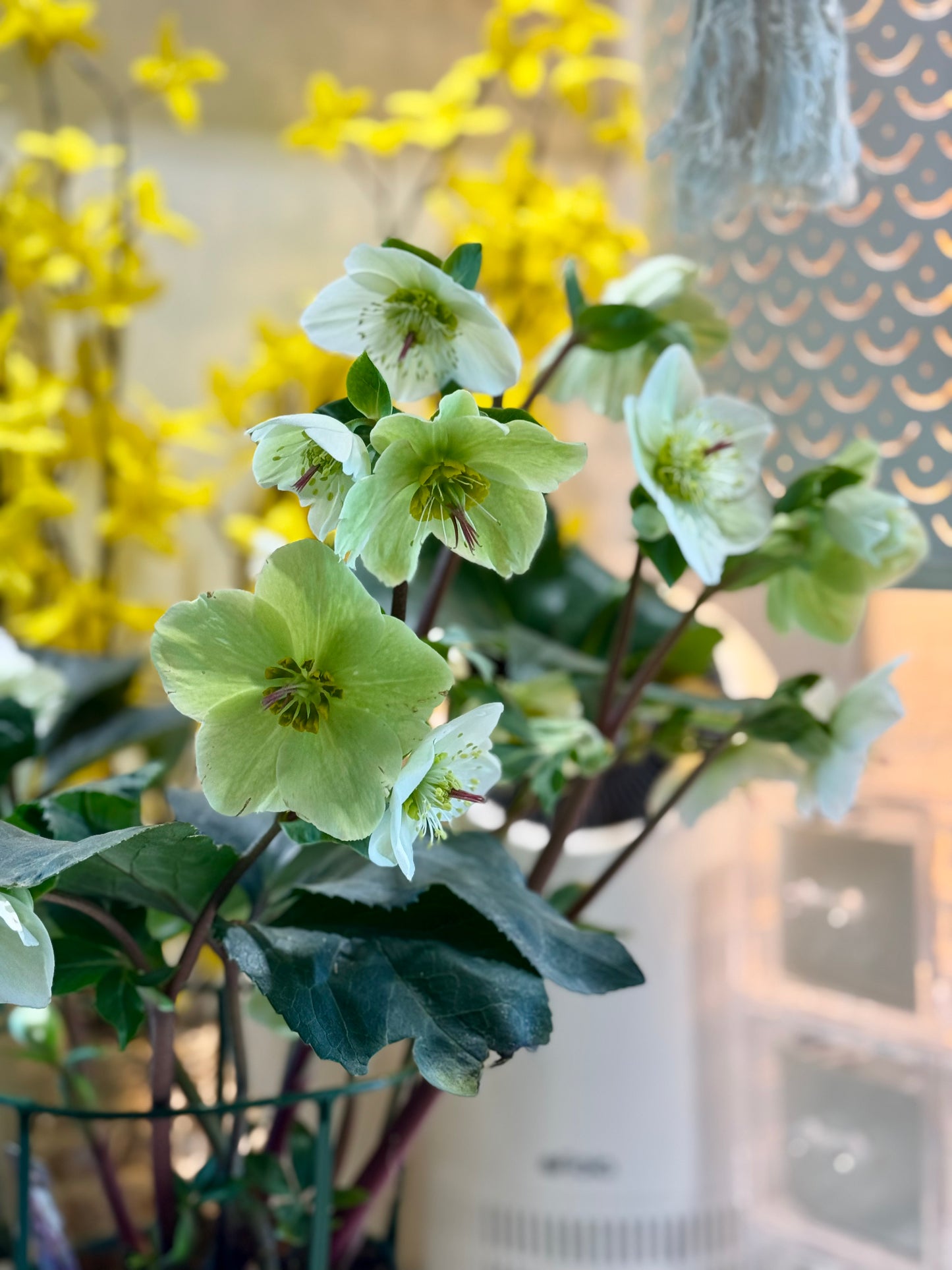 Jax Spring 2026 Hellebore Watercolour Set