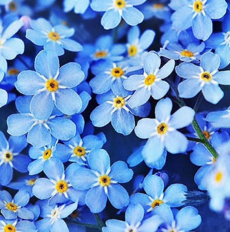 Blue Flower Handmade Watercolor Trio - Limited Edition Set