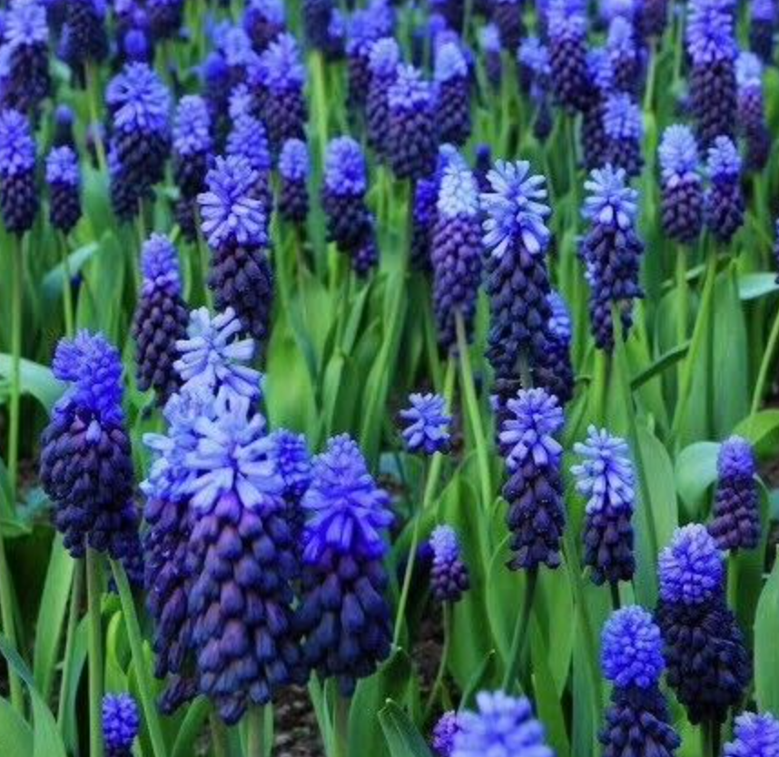 Blue Flower Handmade Watercolor Trio - Limited Edition Set