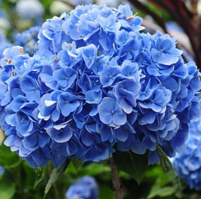 Blue Flower Handmade Watercolor Trio - Limited Edition Set