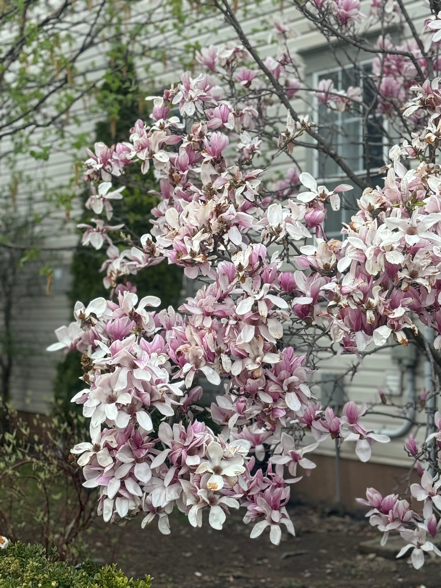 Spring Blooms Limited Edition Watercolor Set