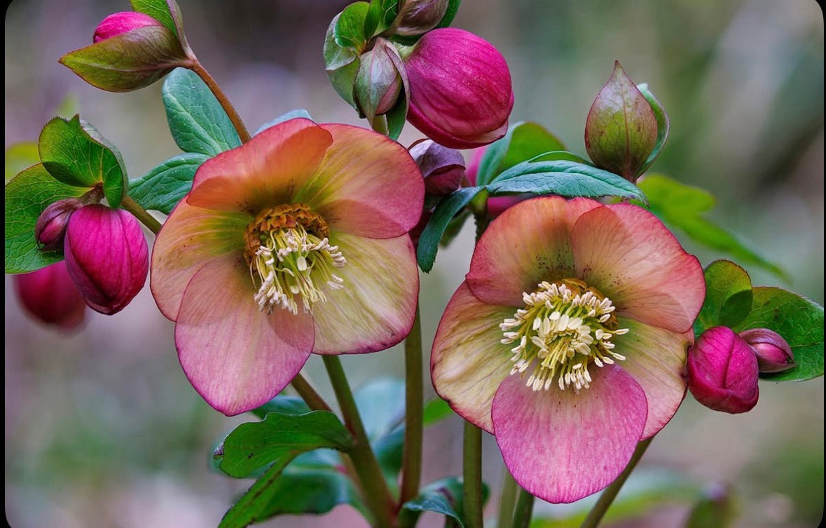 Jax Spring 2026 Berry Blooms Watercolour Set