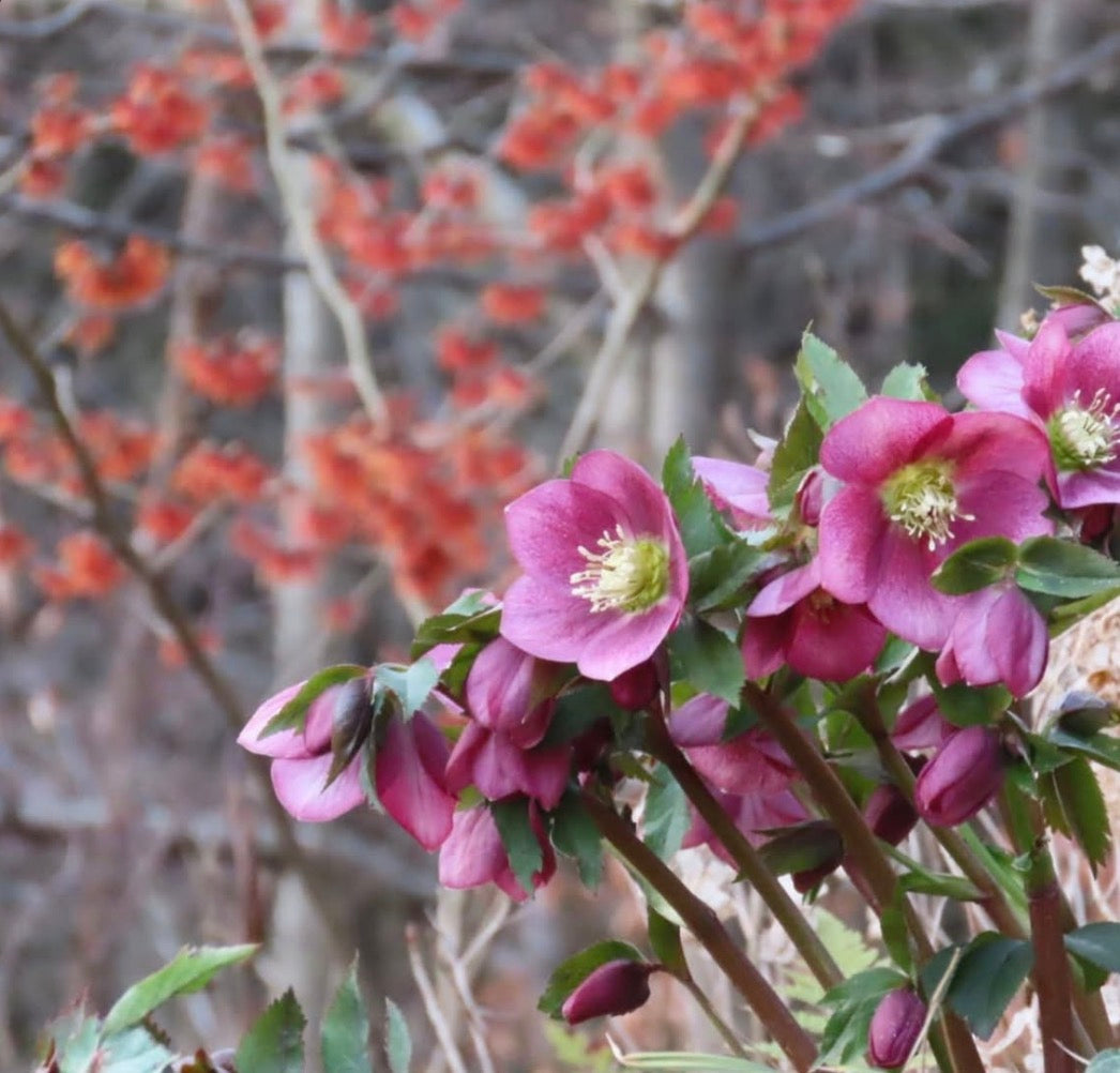 Jax Spring 2026 Berry Blooms Watercolour Set