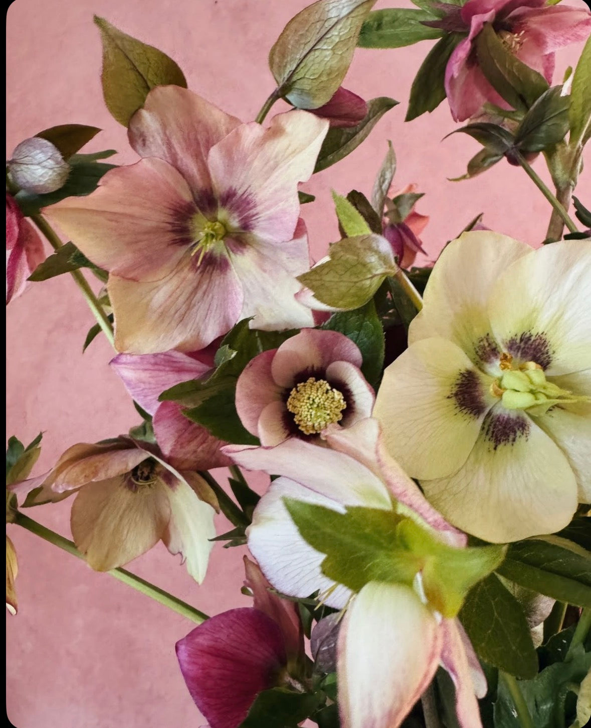 Jax Spring 2026 Berry Blooms Watercolour Set