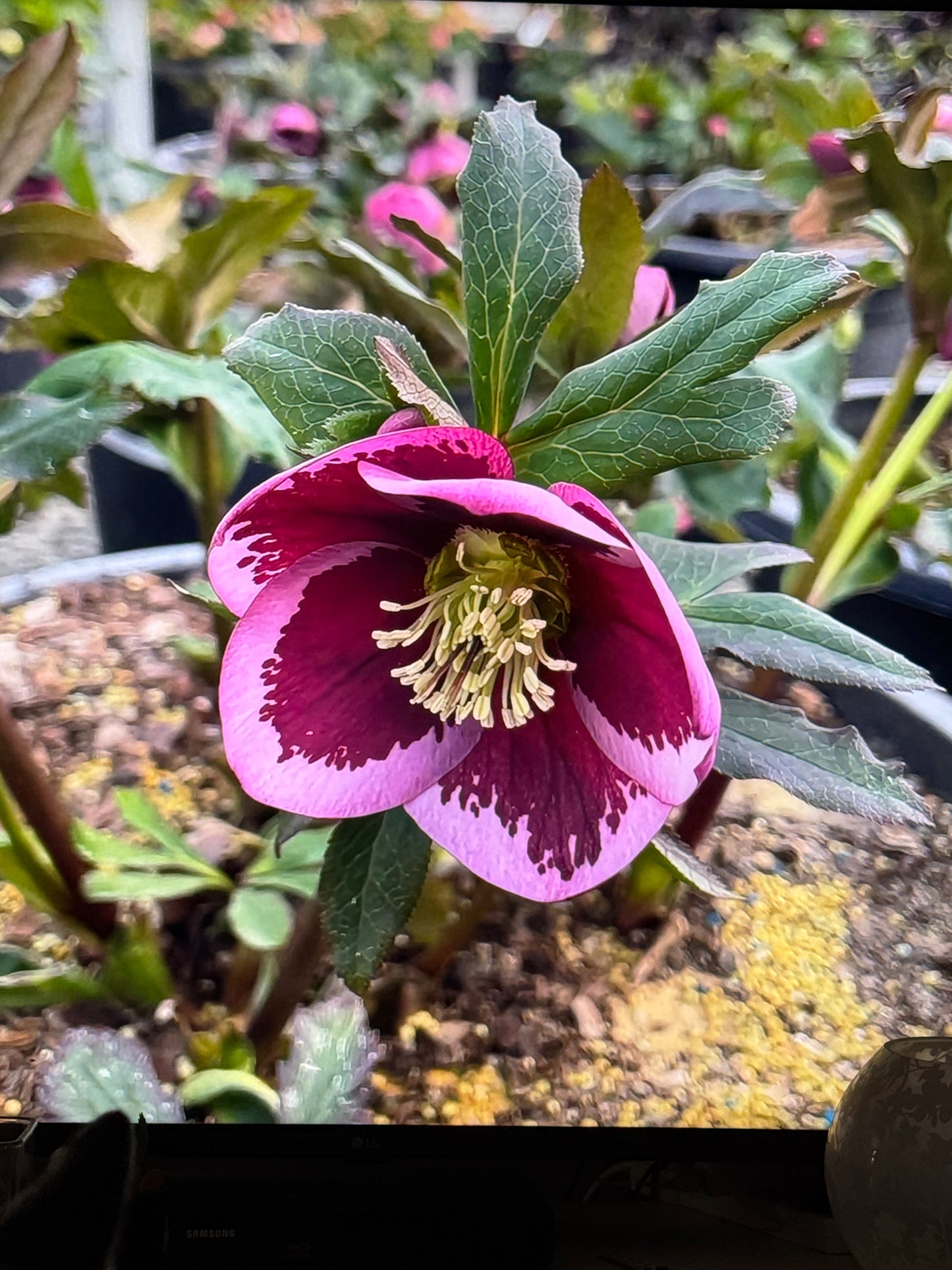 Jax Spring 2026 Berry Blooms Watercolour Set